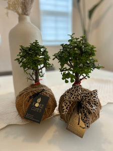 Jade Plant Gift