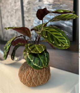 Calathea Medallion Plant Kokedama