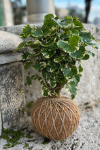Load image into Gallery viewer, Aralia Balfouriana, Polyscias Kokedama