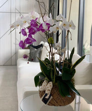 Load image into Gallery viewer, Orchids White Kokedama