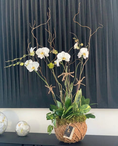 Orchids White Kokedama