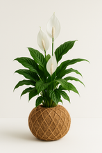 Load image into Gallery viewer, Peace Lily Plant Kokedama Spathiphyllum