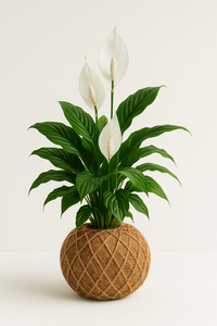 Peace Lily Plant Kokedama Spathiphyllum