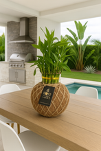 Load image into Gallery viewer, Lucky Bambú Kokedama