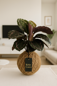 Calathea Medallion Plant Kokedama