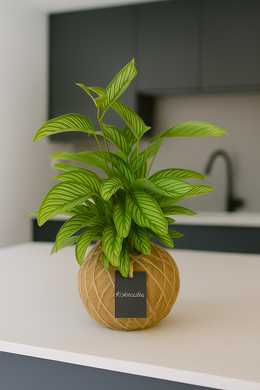 Calathea Vittata Kokedama