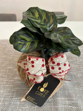 Load image into Gallery viewer, Calathea Macoyana