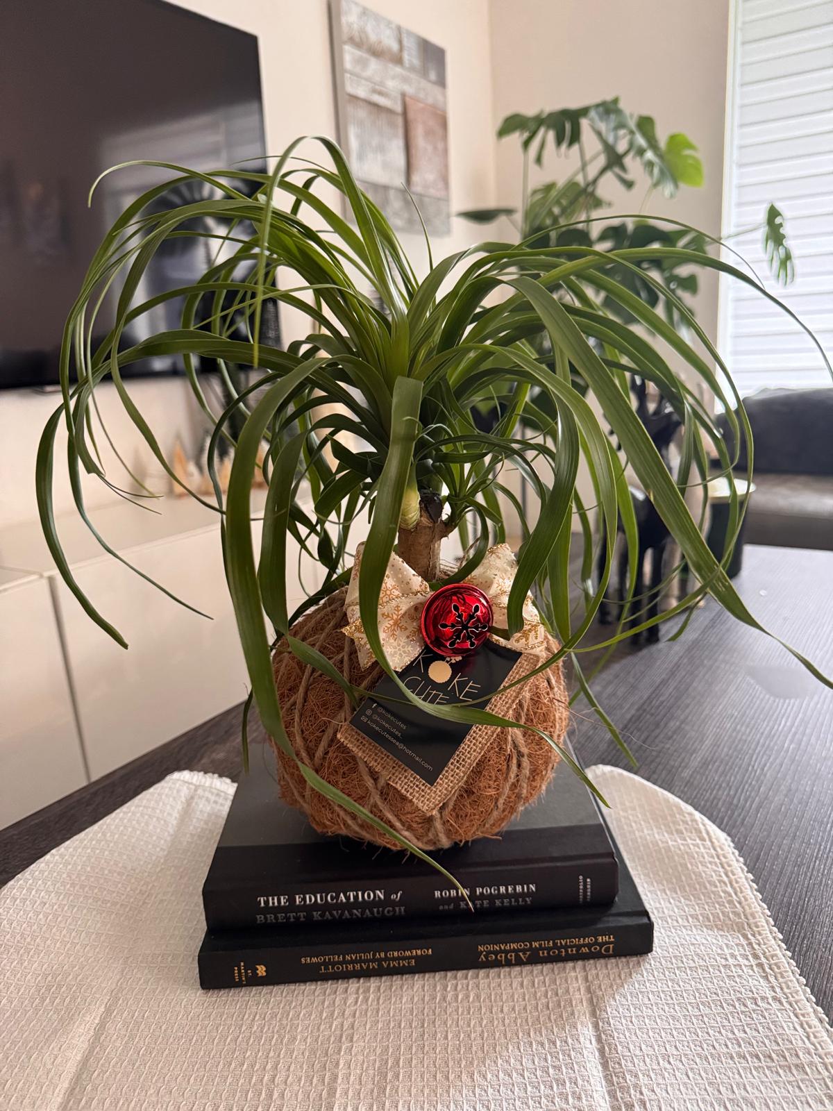 palma ponytail Ponytail Palm - Beaucarnea recurvata