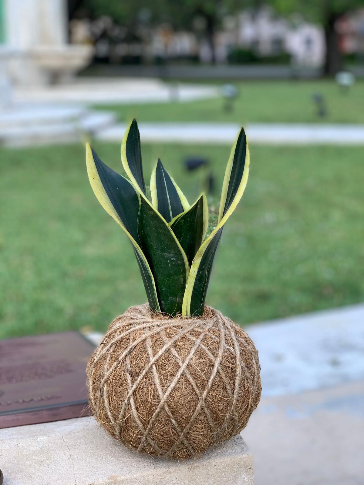 plant snake tongue Snake Plant or Mother-in-Law's Tongue Kokedama – KOKECUTES