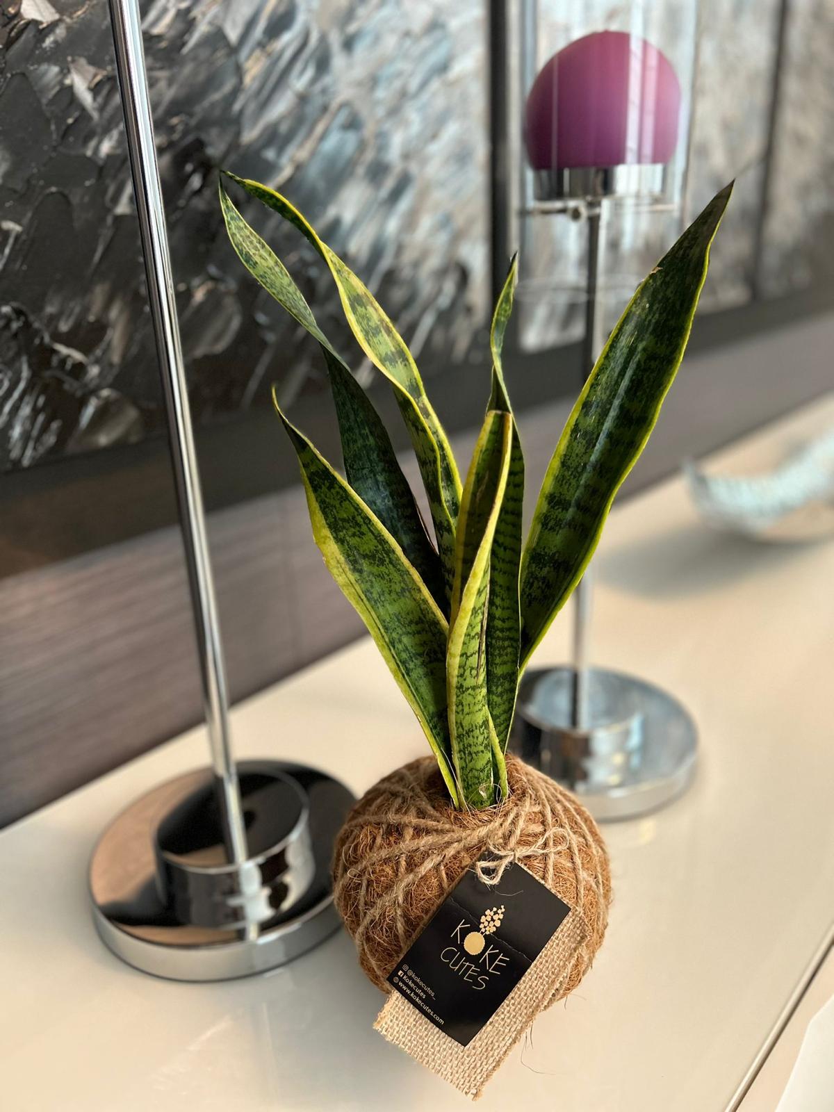 Snake Plant or Mother-in-Law's Tongue Kokedama – KOKECUTES