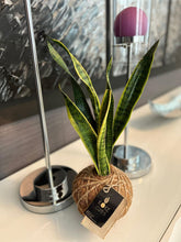 Load image into Gallery viewer, Snake Plant or Mother-in-Law&#39;s Tongue Kokedama