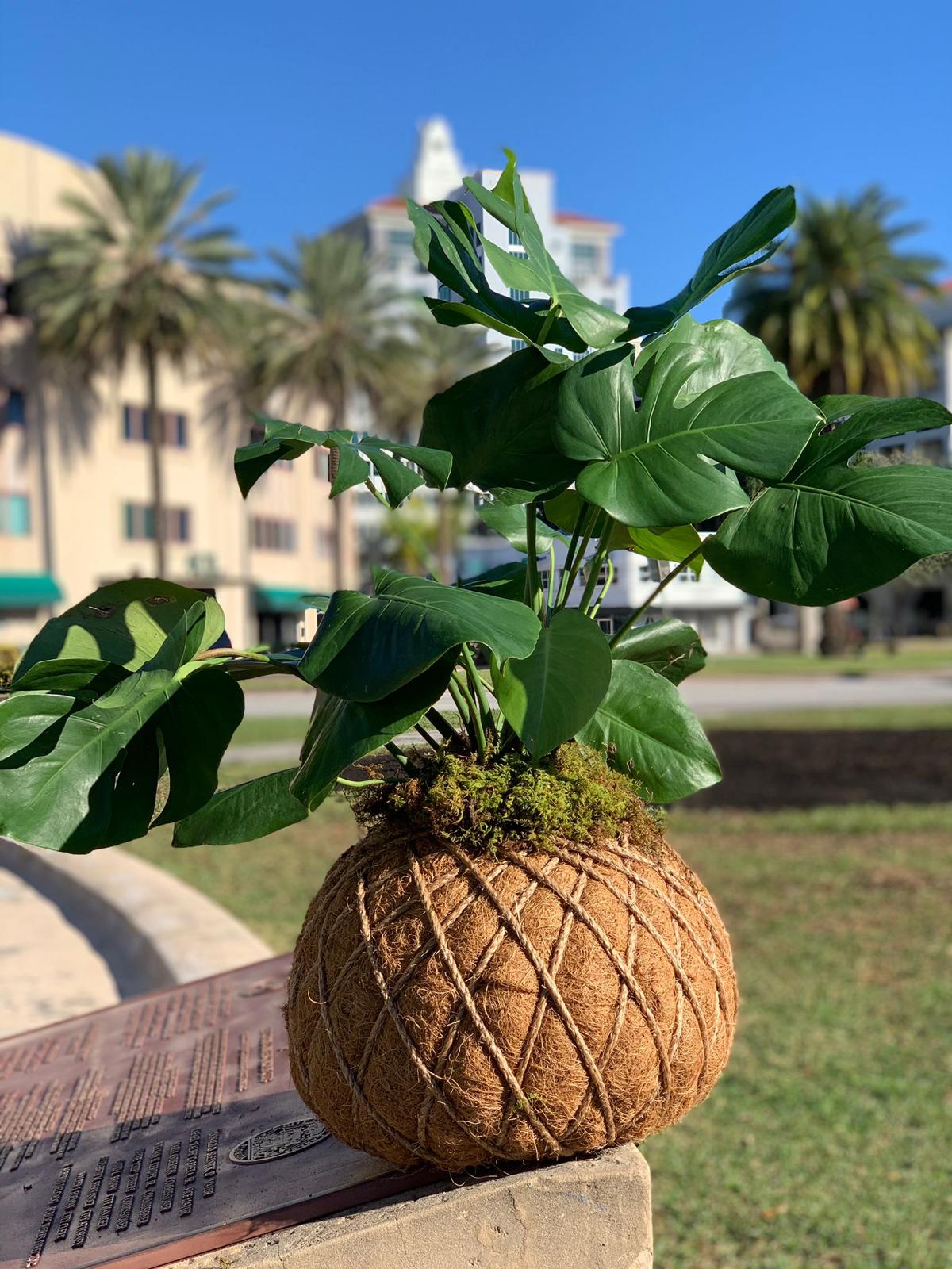 monstera deliciosa kokedama Monstera kokedama – KOKECUTES