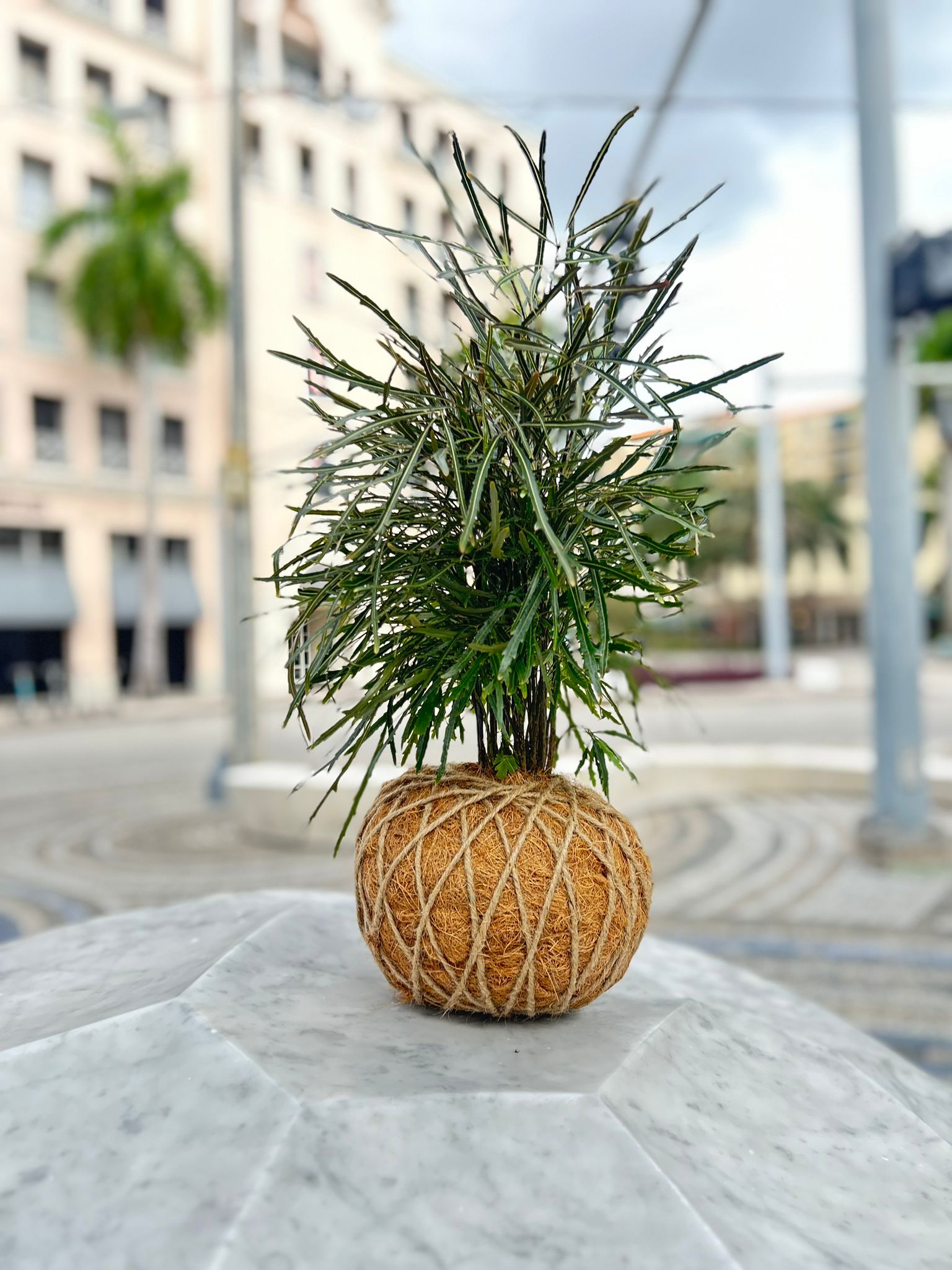 Aralia / False Aralia Kokedama – KOKECUTES