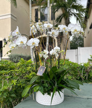 Load image into Gallery viewer, Orchids Arrangements 6