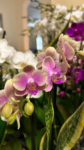 Small Phalaenopsis Orchid Kokedama