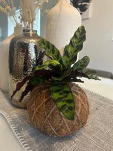 Load image into Gallery viewer, Calathea Lancifolia Kokedama