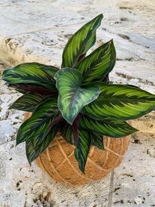 Calathea Beauty Star