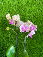 Load image into Gallery viewer, Small Phalaenopsis Orchid Kokedama