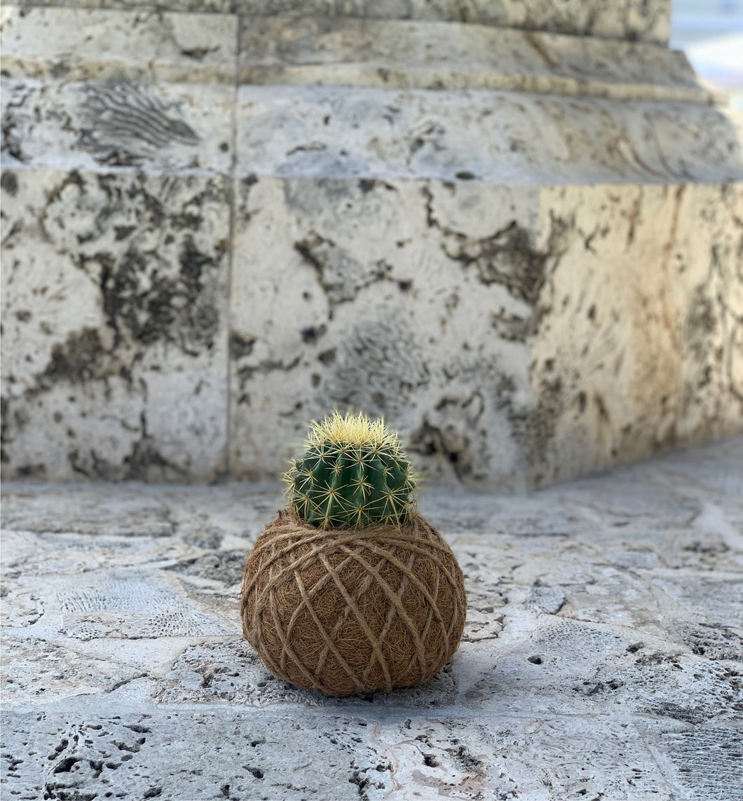 Cactus Golden Barrel Kokedama