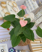 Load image into Gallery viewer, Anthurium Plant Kokedama / Anturio