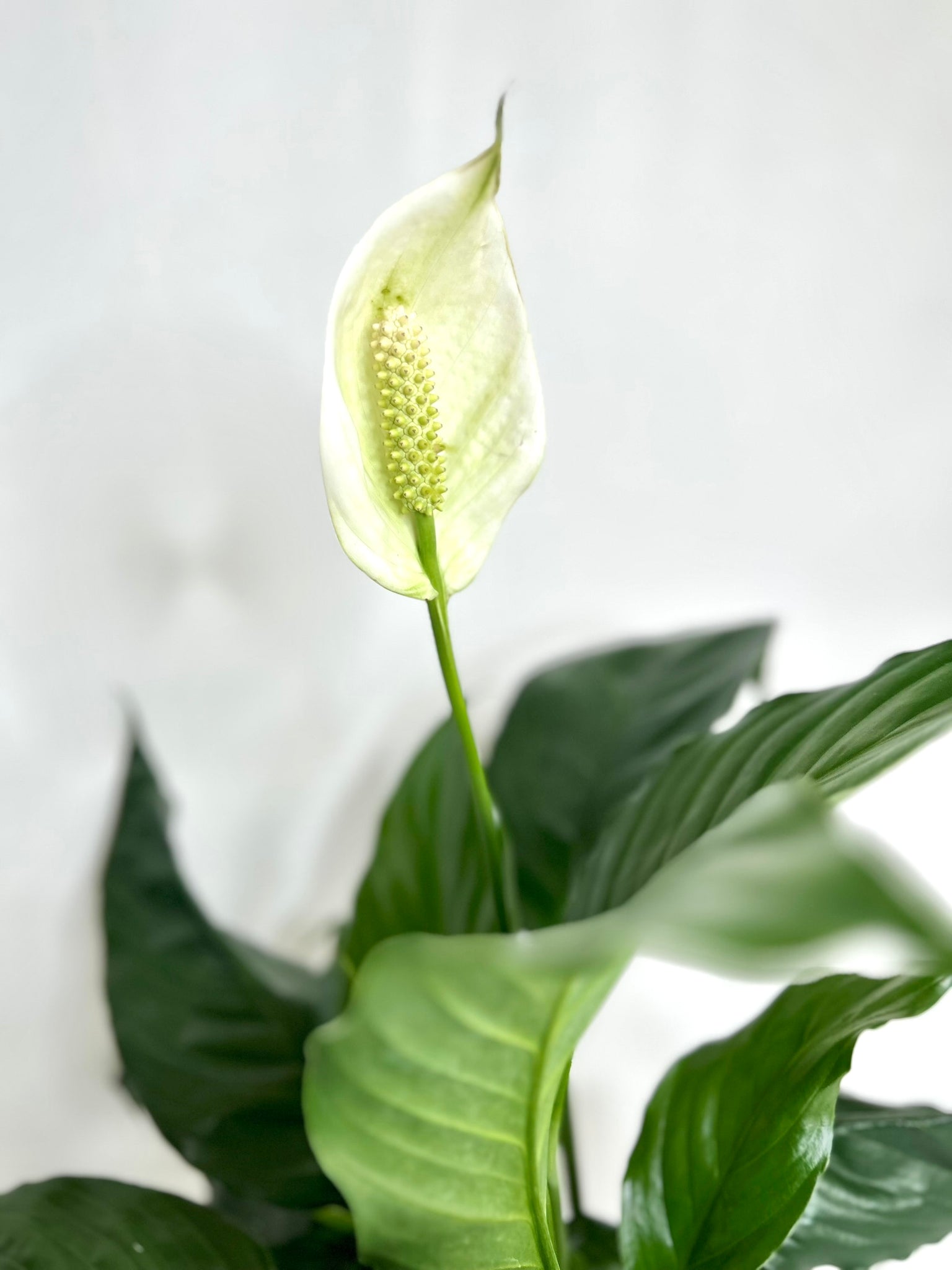 peace lily kokedama Peace Lily Plant Kokedama Spathiphyllum – KOKECUTES