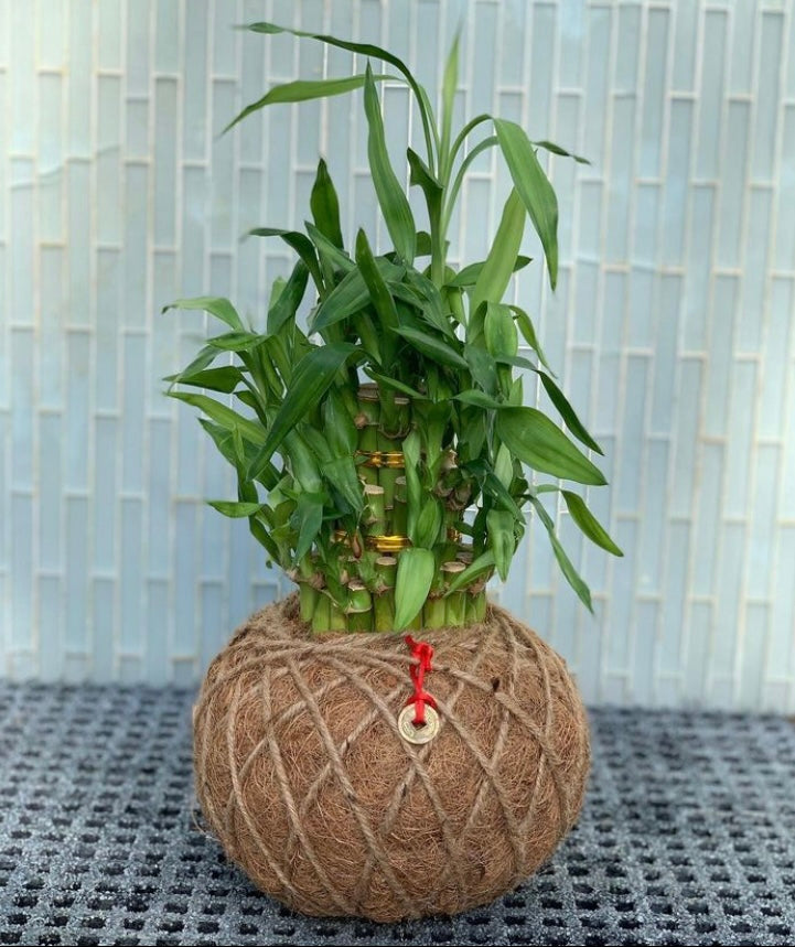 lucky bamboo kokedama Lucky Bambú Kokedama – KOKECUTES