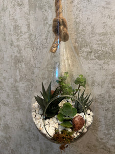 Terrarium Diamante