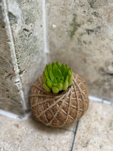 Succulent Arrangement Kokedama