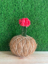 Load image into Gallery viewer, Moon Cactus Kokedama