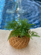 Load image into Gallery viewer, Rabbit Foot Fern Kokedama