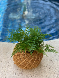 Rabbit Foot Fern Kokedama