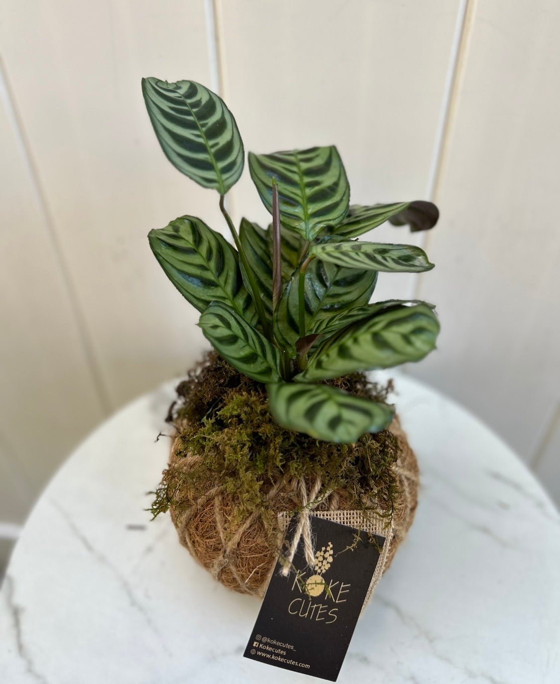 calathea fishbone prayer plant Calathea Burle Marxii 'Fishbone Prayer' – KOKECUTES