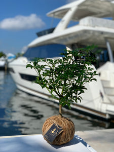 Schefflera Plant Kokedama