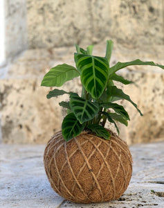 Calathea Zebrina Kokedama