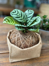 Load image into Gallery viewer, Calathea Burle Marxii ‘Fishbone Prayer’