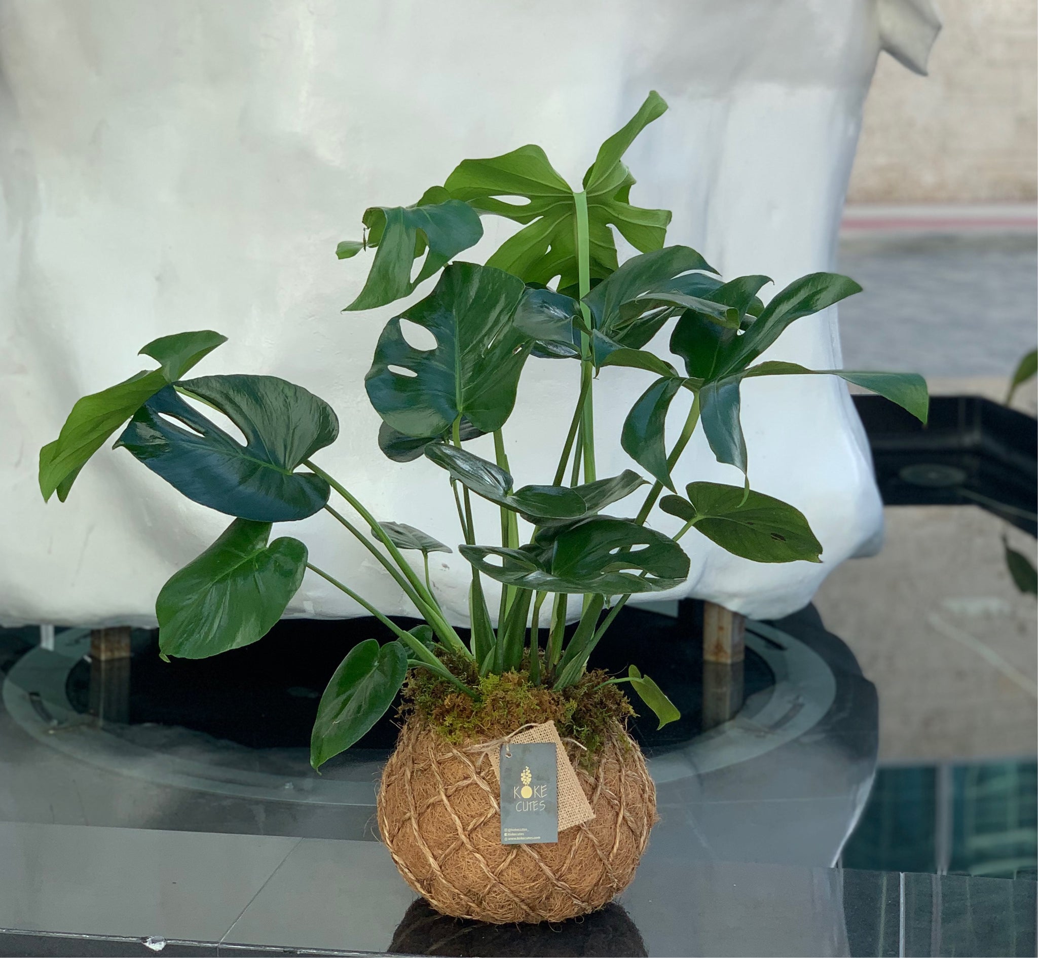 monstera deliciosa kokedama Monstera kokedama – KOKECUTES