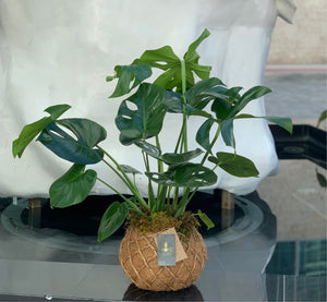 Monstera kokedama