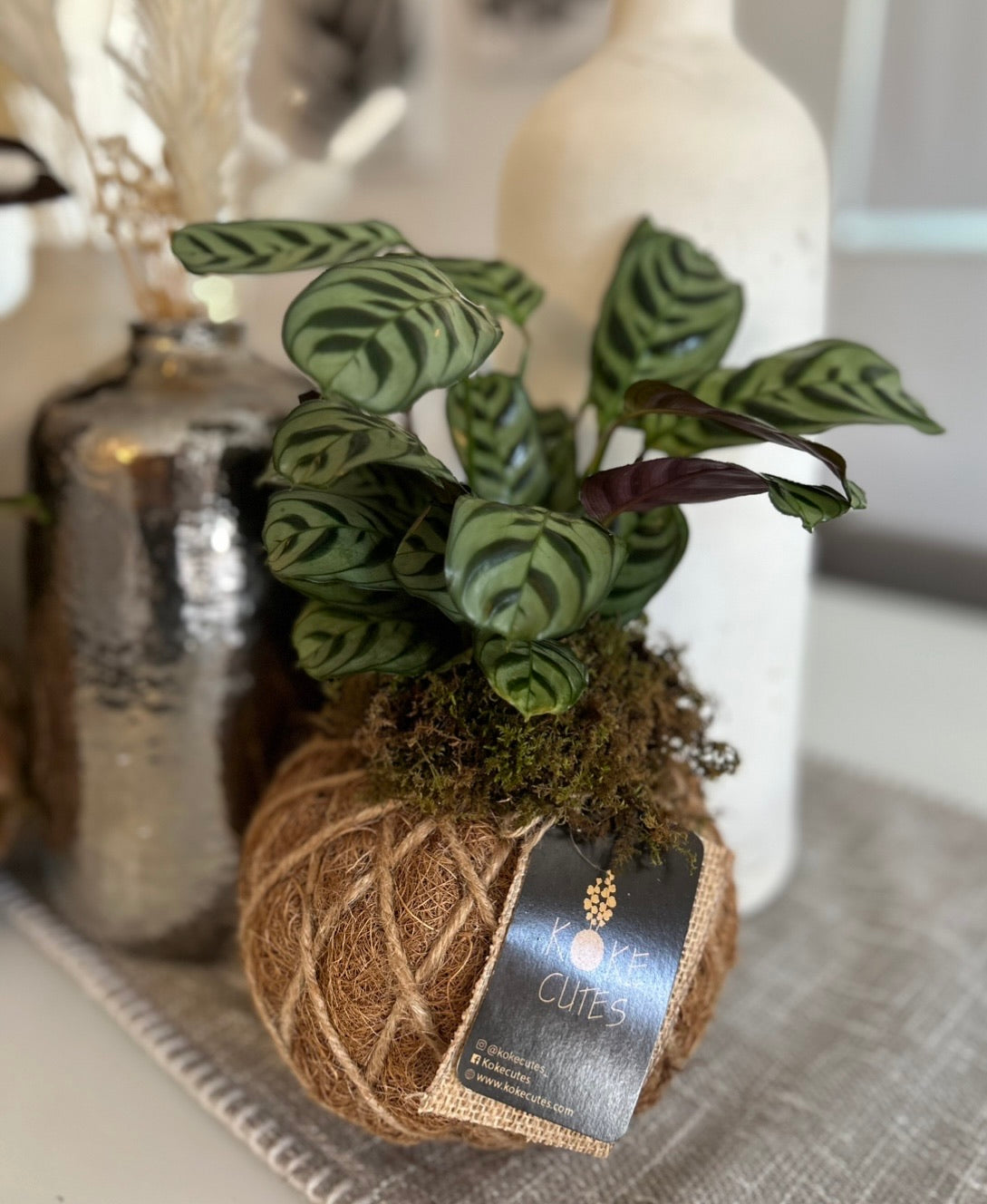 calathea rufibarba schlafzimmer Calathea rufibarba – Jungle Leaves
