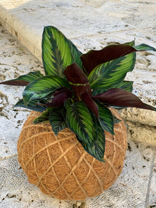 Calathea Beauty Star