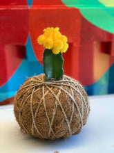 Load image into Gallery viewer, Moon Cactus Kokedama