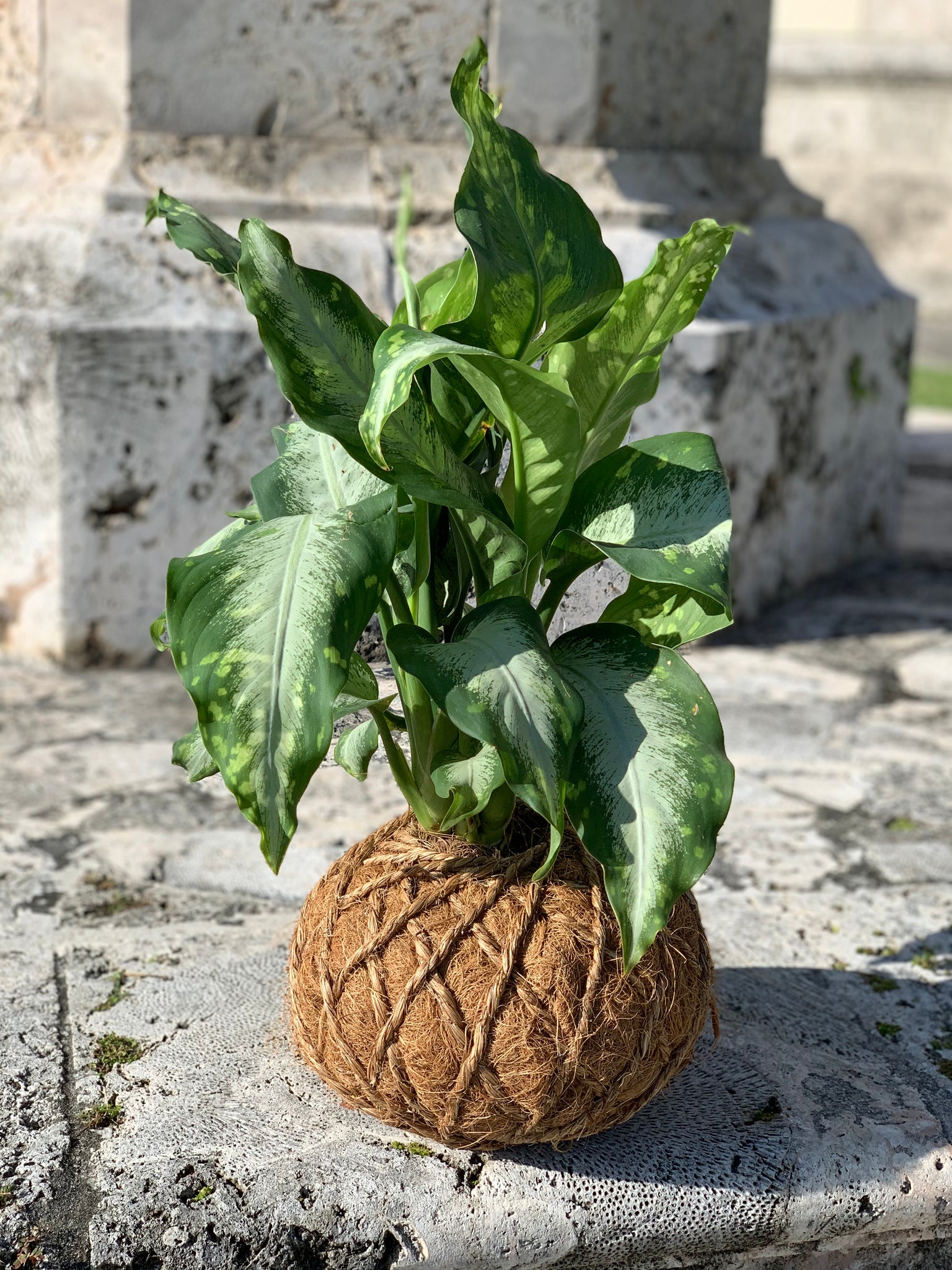 aglaonema silver bay soil Aglaonema Chinese Silver Bay Kokedama – KOKECUTES
