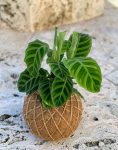 Calathea Zebrina Kokedama