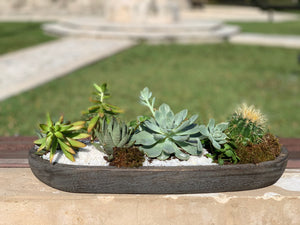 Succulent Garden in a Wood Pot Rustic