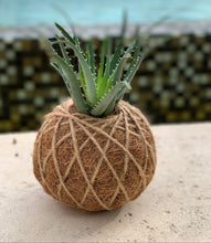 Load image into Gallery viewer, Succulent Arrangement Kokedama