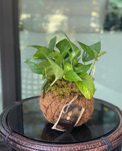 Load image into Gallery viewer, Pothos Kokedama