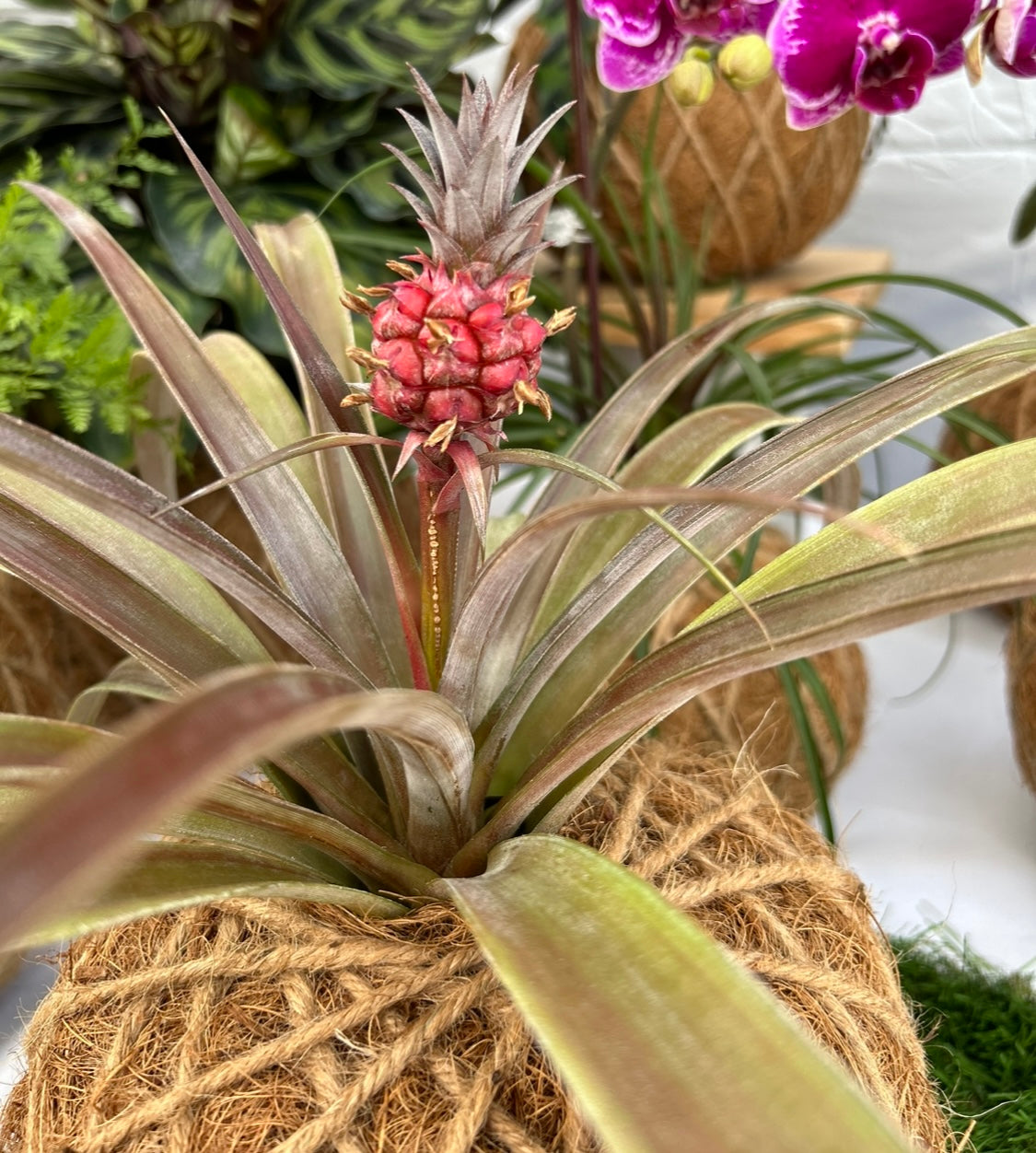 bromeliad pineapple plant Bromelia Pineapple Kokedama – KOKECUTES