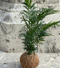 Load image into Gallery viewer, Neanthe Bella Palm Kokedama