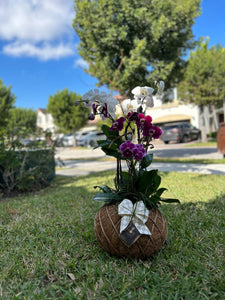 Orchids Crystal Kokedama