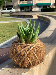 Haworthia Fasciata 'Zebra Haworthia"