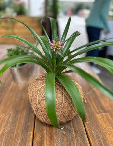 Bromeliad Pineapple Kokedama